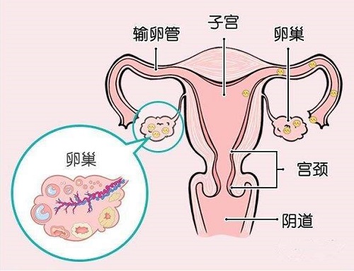 卵巢储备力评估