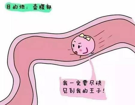 排卵期