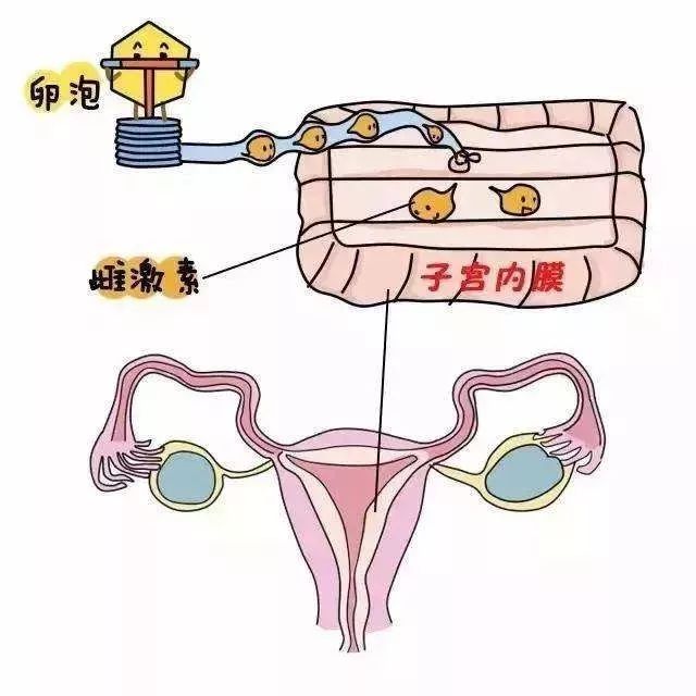 雌激素是子宫内膜薄患者的首选治疗，在IVF中，应用大剂量的雌激素不仅可以促进子宫内膜修复和增厚，且能在一定程度上改善子宫内膜容受性。