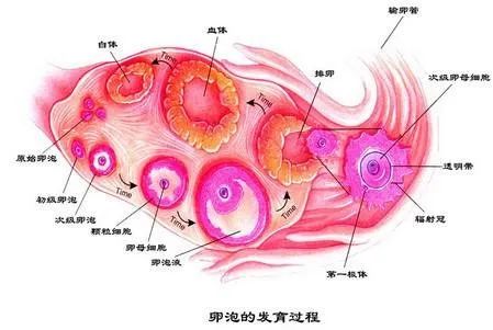 卵泡的生长过程  