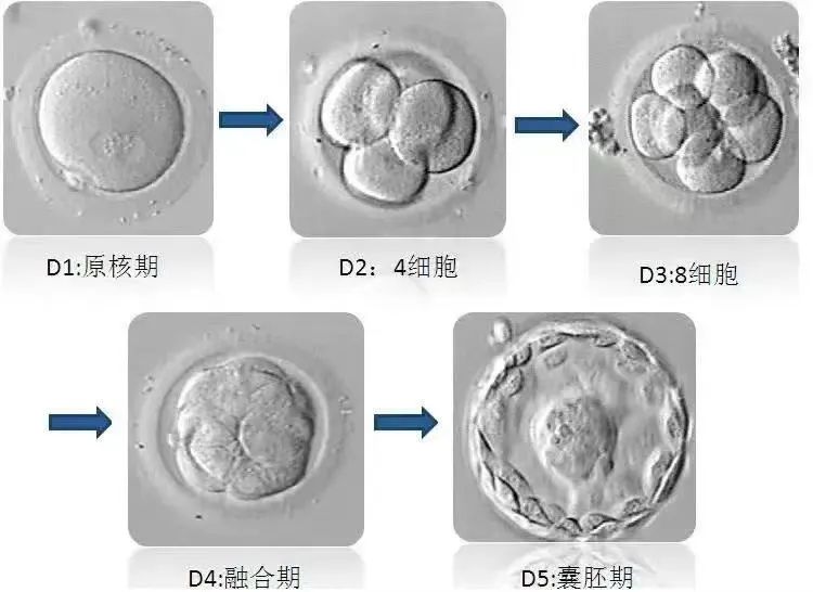 胚胎培养过程