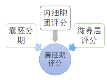 囊胚分期、内细胞团评分