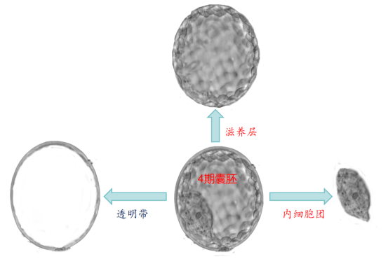 怎么知道你的胚胎好不好？3个指标教你学会自测