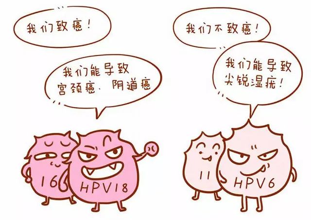 HPV：不仅能引发宫颈癌，还可能导致尖锐湿疣，在啪啪时容易摩擦的部位（丁丁、阴唇、肛周等），长出“菜花”。